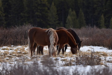 Rocky Mountain Wild Horses Grazing 2