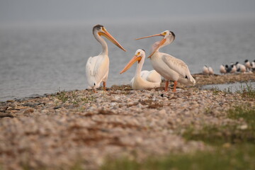 Pelican Yawning in Slave Lake 2