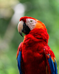 Scarlet macaw, Ara macao, in Honduras