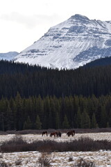 Wild Horses in Albertan Rockies