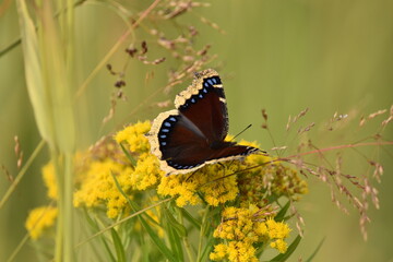Mourning Cloak Butterfly on Goldenrod
