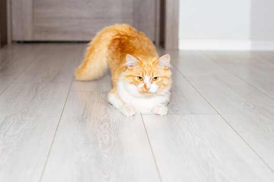 red fluffy cat sticks out its tail at home in the room. Behavior of a cat during heat