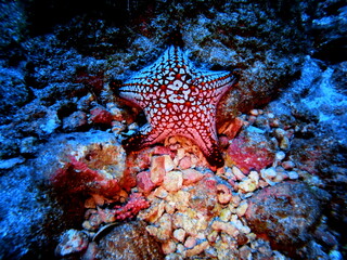 colorful starfish