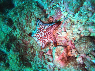 colorful starfish