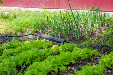 Automatic watering of vegetable beds in the garden. Irrigation system, sprinkler
