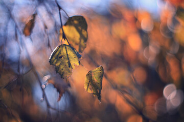 Fototapeta premium Jesienny ogród i kolorowe liście brzozy