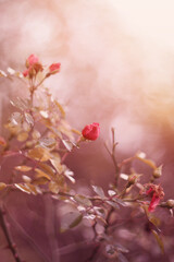 Fototapeta premium Jesienny ogród i czerwone róże
