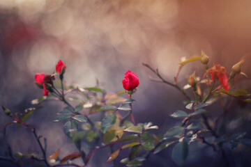 Jesienny ogród i czerwone róże - obrazy, fototapety, plakaty