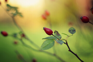 Kwiaty, czerwona dzika róża w ogrodzie - obrazy, fototapety, plakaty