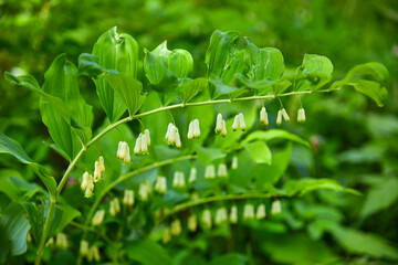 Fototapeta na wymiar Beautiful garden whiteroot. (Polyganatum x hybridum), close-up.
