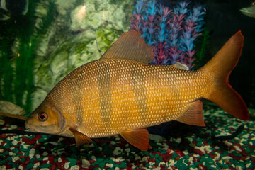 Six-band distichod. Distichodus sexfasciatus. Aquarium fish. Close-up.
