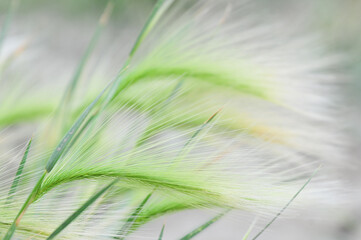 close up of foxtail grass weed background abstract