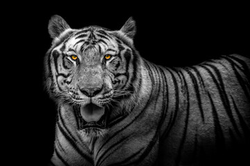 A Bengal tiger at the Vinpearl Safari park., in black and white with intense orange eyes. 