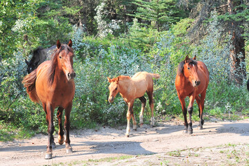 wild horses and foal along back country in Alberta