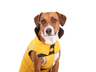 Dog with rain coat or winter jacket for the rainy season. Cute brown puppy dog sitting while wearing a yellow adjustable waterproof jacket. 2 years old, female, Harrier mix dog. Selective focus. - obrazy, fototapety, plakaty