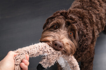 Happy dog playing with owner tug-of-war with toy. Cute brown fluffy puppy dog pulling on long toy held by woman hand. 1 year old, female Australian Labradoodle, chocolate or brown. Selective focus. - obrazy, fototapety, plakaty