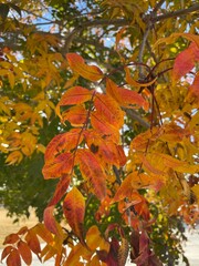 Autumn Leaves at the Park