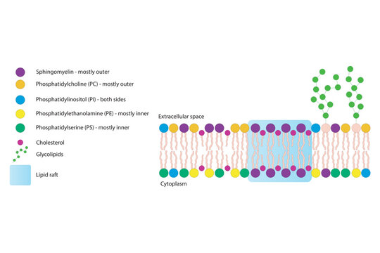 Diagrams showing schematic structure of cytoplasmatic membrane, including phospholipids (PE, PC, PS, sphingomyelin) glycolipids, cholesterol, lipid raft. Colorful scientific vector illustration.