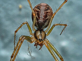 Gemeine Baldachinspinne (Lyniphia triangularis) © Tobias Ostertag