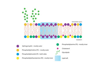 Diagrams showing schematic structure of cytoplasmatic membrane, including phospholipids (PE, PC, PS, sphingomyelin) glycolipids, cholesterol, lipid raft. Colorful scientific vector illustration.