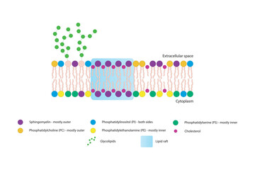 Naklejka premium Diagrams showing schematic structure of cytoplasmatic membrane, including phospholipids (PE, PC, PS, sphingomyelin) glycolipids, cholesterol, lipid raft. Colorful scientific vector illustration.