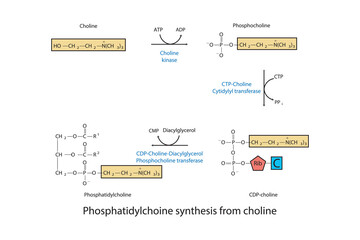 Schematic molecular diagram of Phosphatidylchoine synthesis from choline via choline kinase, CTP choline cytidylyl transferase and CDP-choline DAG PC transferase  Scientific vector illustration.