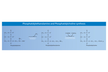 Schematic molecular diagram of Phosphatidylethanolamine and Phosphatidylcholine synthesis from PS via PS decarboxylase and PEMT.  Scientific vector illustration.