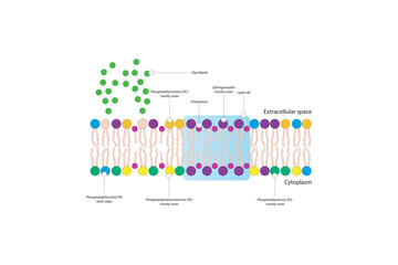 Diagrams showing schematic structure of cytoplasmatic membrane, including phospholipids (PE, PC, PS, sphingomyelin) glycolipids, cholesterol, lipid raft. Colorful scientific vector illustration.