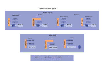 Diagram showing classification of lipids - storage lipids, membrane lipids - phospholipid, glycolipid, sulfolipid, etc, including chemical linkages Orange and purple scientific vector illustration.