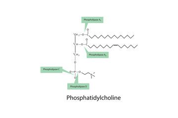 Diagram showing cleavage sites of phospholipases - PLA1, PLA2, PLC, PLD - molecular structure of Phosphatidylcholine  Scientific vector illustration.