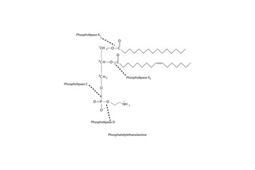 Naklejka premium Diagram showing cleavage sites of phospholipases - PLA1, PLA2, PLC, PLD - molecular structure of Phosphatidylethanolamine Scientific vector illustration.