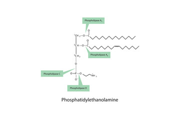 Diagram showing cleavage sites of phospholipases - PLA1, PLA2, PLC, PLD - molecular structure of Phosphatidylethanolamine  Scientific vector illustration.