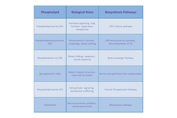 Table showing Phospholipids types, biological roles and biosynthesis pathways - including PC, PE, PS, PI, SM, cholesterol Blue scientific vector illustration.