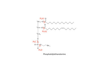 Diagram showing cleavage sites of phospholipases - PLA1, PLA2, PLC, PLD - molecular structure of Phosphatidylethanolamine  Scientific vector illustration.