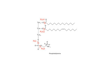 Diagram showing cleavage sites of phospholipases - PLA1, PLA2, PLC, PLD - molecular structure of Phosphatidylserine  Scientific vector illustration.