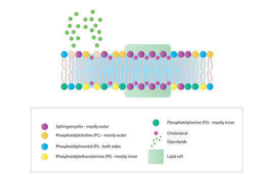 Diagrams showing schematic structure of cytoplasmatic membrane, including phospholipids (PE, PC, PS, sphingomyelin) glycolipids, cholesterol, lipid raft. Colorful scientific vector illustration.