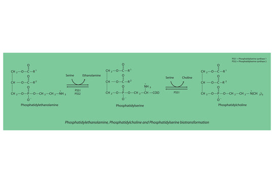 Schematic molecular diagram of Phosphatidylethanolamine, Phosphatidylcholine and Phosphatidylserine biotransformation via PSS1, PSS2  Scientific vector illustration.