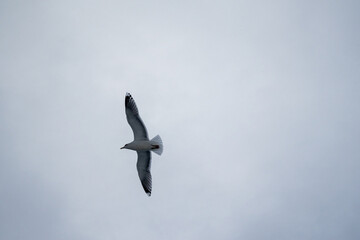 Flying European Herring Gull from Underneath