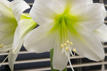 Amaryllis. White amaryllis flower in a pot on the windowsill