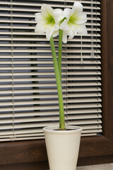 Amaryllis. White amaryllis flower in a pot on the windowsill