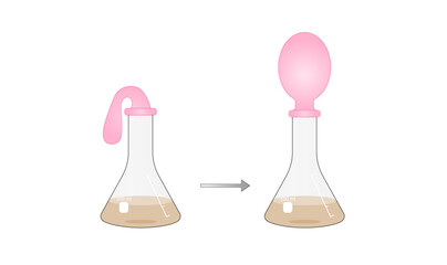 Yeast Respiration Experiment. Yeast feeds on the sugar, producing carbon dioxide, gas slowly fills the balloon. Vector illustration. - obrazy, fototapety, plakaty
