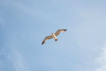 A large seagull flies across the blue sky