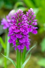 Madeiran orchids (dactylorhiza foliosa) in bloom