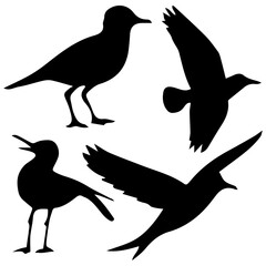 Vector illustration. Silhouette of different breeds of birds. Animal stickers.