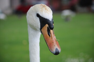Mute swan head