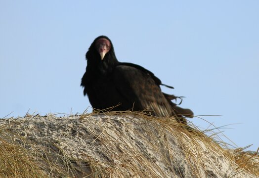 Black Turkey Vulture