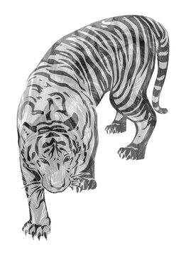 t-shirt print design, illustration of tiger t-shirt design. abstract graphic design for apparel clothing . white black grey red blue yellow  green pink color design. transparent background PNG.