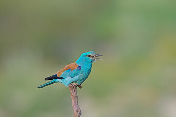 European Roller (Coracias garrulus) standing on a branch.