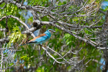 European Roller (Coracias garrulus) standing on a branch.