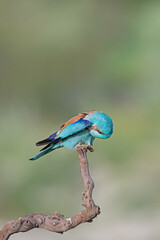 European Roller (Coracias garrulus) cleaning feathers on a branch.